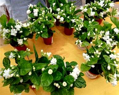 茉莉花什么季节修剪比较好，春天茉莉花的嫩枝修剪吗？