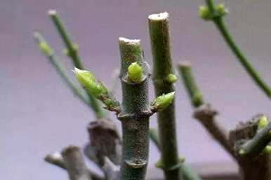 茉莉花什么季节修剪比较好，春天茉莉花的嫩枝修剪吗？
