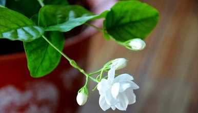 茉莉花什么季节修剪比较好，春天茉莉花的嫩枝修剪吗？