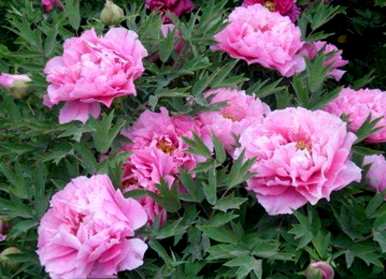 牡丹花怎么养才能开花？牡丹花什么季节开花？