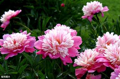 牡丹花怎么养才能开花？牡丹花什么季节开花？