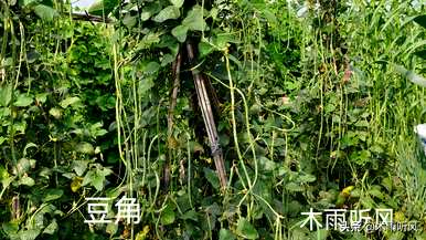 秋豆什么时候种最好，九月青豆什么时候种