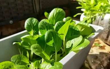 如何播种白菜种子，如何种植白菜种子