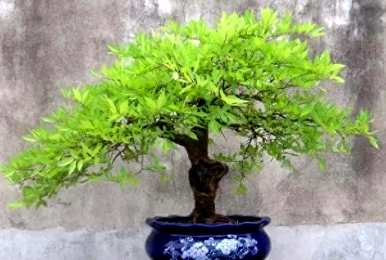 黄荆盆景造型大全图，黄荆盆景如何维护管理