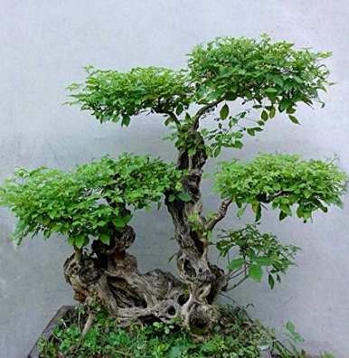 黄荆盆景造型大全图，黄荆盆景如何维护管理