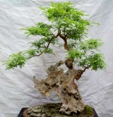 黄荆盆景造型大全图，黄荆盆景如何维护管理
