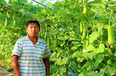 葫芦什么时候种好？葫芦吊蔓种植视频