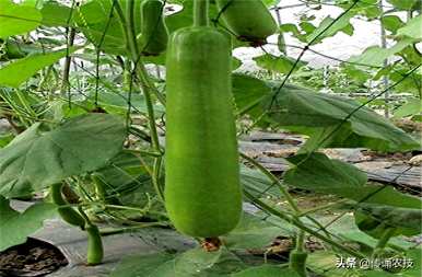 葫芦什么时候种好？葫芦吊蔓种植视频