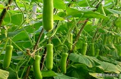 葫芦什么时候种好？葫芦吊蔓种植视频