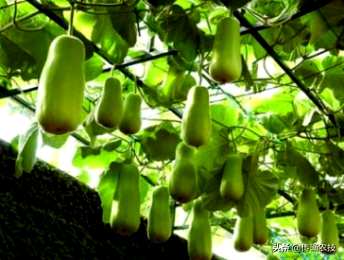 葫芦什么时候种好？葫芦吊蔓种植视频