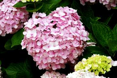 绣球花怎么养才能更旺盛，绣球花怎么养才能更旺盛