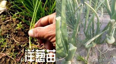 怎样种洋葱才能高产，怎样种洋葱才能高产？