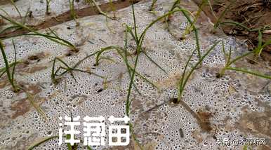 怎样种洋葱才能高产，怎样种洋葱才能高产？