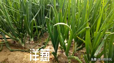 怎样种洋葱才能高产，怎样种洋葱才能高产？