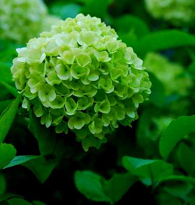 绣球花怎么养才能更旺盛，绣球花怎么养才能更旺盛