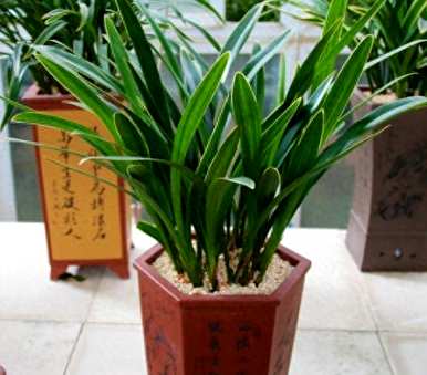 什么土壤适合墨兰栽培，什么土壤适合墨兰栽培？