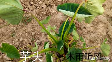 广东芋头种植高产技术，芋头如何种植高产？