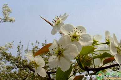 梨花是什么季节，梨花是什么季节？