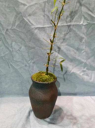 如何饲养罗汉竹盆栽植物？如何在桌上盆栽罗汉竹