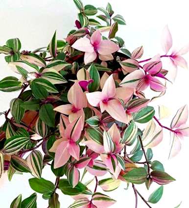 油画花能晒太阳吗？油画花怎么养爆盆？