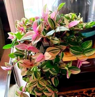 油画花能晒太阳吗？油画花怎么养爆盆？