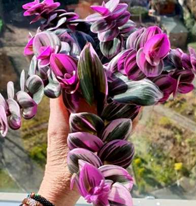 油画花能晒太阳吗？油画花怎么养爆盆？