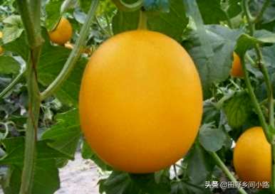 露天种甜瓜怎么搭架？露天种甜瓜能搭架吗？