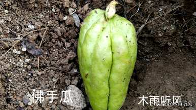 今年佛手瓜的产量如何，佛手瓜的种植产量如何？
