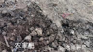 今年佛手瓜的产量如何，佛手瓜的种植产量如何？