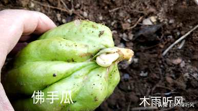 今年佛手瓜的产量如何，佛手瓜的种植产量如何？