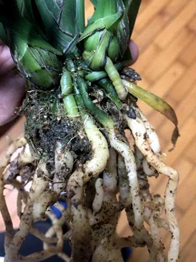什么样的环境适合兰花，什么样的环境适合兰花？
