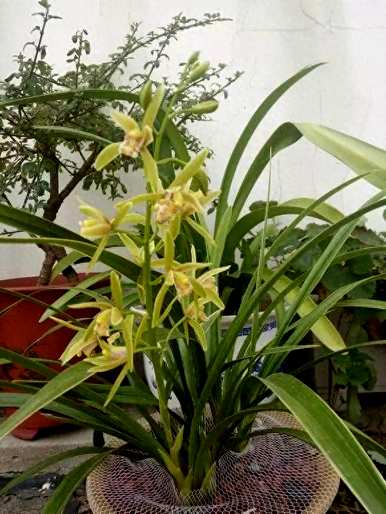 什么样的环境适合兰花，什么样的环境适合兰花？