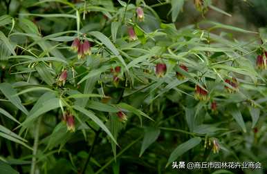 万寿竹室内怎么样？万寿竹怎么养才能更旺盛？