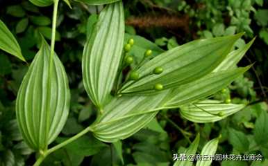 万寿竹室内怎么样？万寿竹怎么养才能更旺盛？