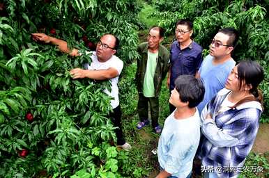 怎样修剪桃树才能结大桃，怎样修剪桃树才能长出更好吃的桃