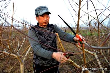 怎样修剪桃树才能结大桃，怎样修剪桃树才能长出更好吃的桃