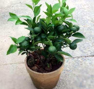 哪种土最适合种植金桔树，哪种土最适合种植金桔树苗？