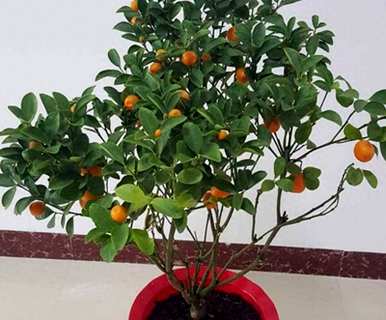 哪种土最适合种植金桔树，哪种土最适合种植金桔树苗？