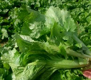 野生荠菜在湖北几个月播种，荠菜几个月播种最好