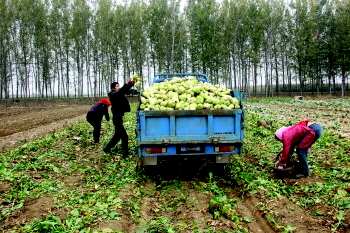野生荠菜在湖北几个月播种，荠菜几个月播种最好