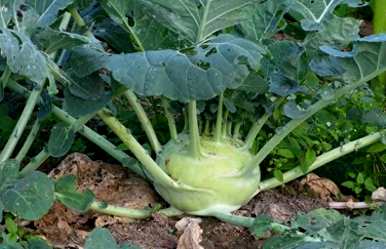 野生荠菜在湖北几个月播种，荠菜几个月播种最好