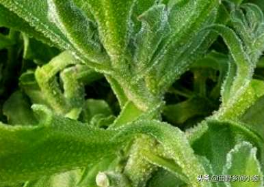 冰草扦插种植技术视频，冰草何时种植比较好