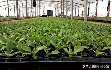 冰草扦插种植技术视频，冰草何时种植比较好