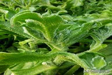 冰草扦插种植技术视频，冰草何时种植比较好