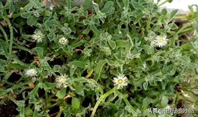 冰草扦插种植技术视频，冰草何时种植比较好