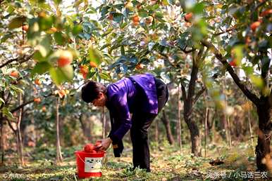 无花果树嫁接柿子树，柿子树嫁接什么树？