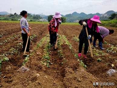 红薯高产栽培每亩多少幼苗，如何种植红薯幼苗高产？