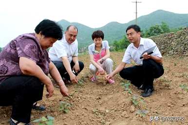红薯高产栽培每亩多少幼苗，如何种植红薯幼苗高产？