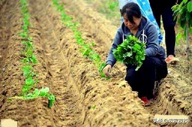 红薯高产栽培每亩多少幼苗，如何种植红薯幼苗高产？