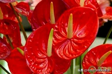 如何培育火鹤花，如何培育火鹤花